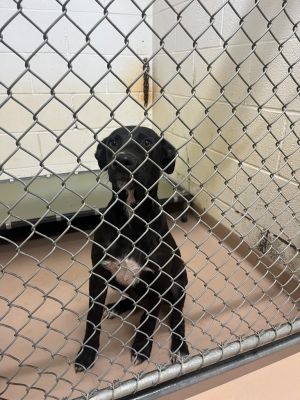 Claude, Young Male Catahoula Leopard Dog