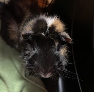 Hurley, Adult Male Guinea Pig