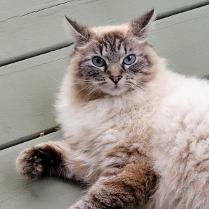 Priscilla (aka Miss Pris) Ragdoll Cat