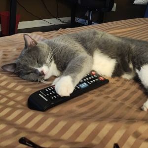 Kevin (formerly Chappelle) Domestic Short Hair Cat