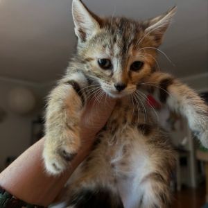 Mama Izzi Domestic Short Hair Cat