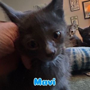 Mavi Domestic Short Hair Cat