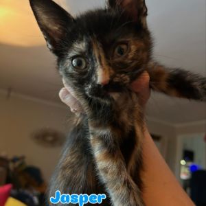 Jasper Domestic Short Hair Cat
