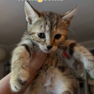 Honeycomb Domestic Short Hair Cat