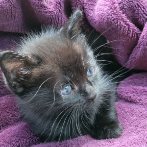 This itty bitty was a bottle baby who has received lots of love and extra special care making him e