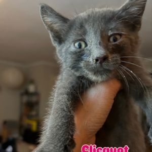 Clicquot Domestic Short Hair Cat