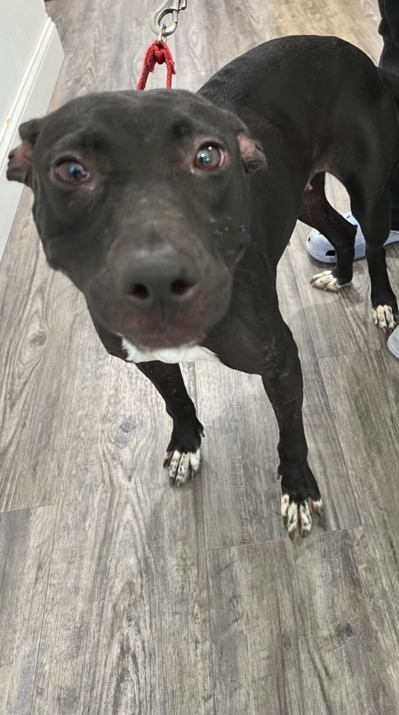 Onyx