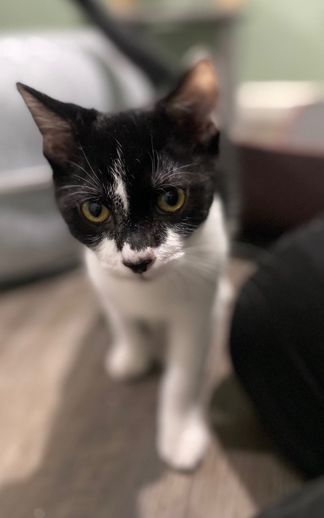 Pepe' Le Pew