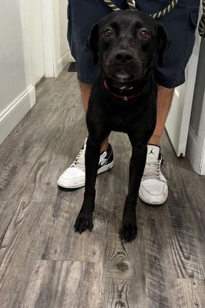 Suzy, Young Female Labrador Retriever