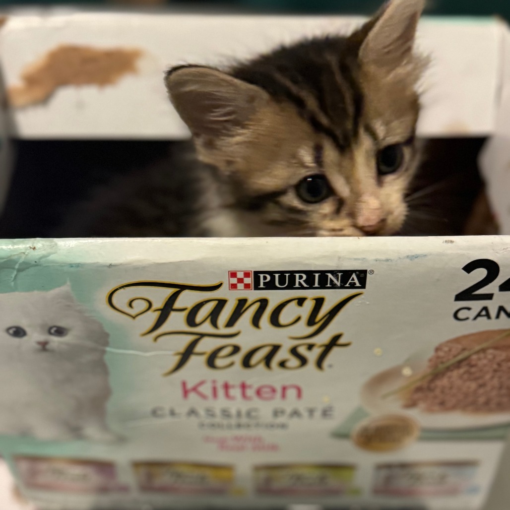 Cocoa