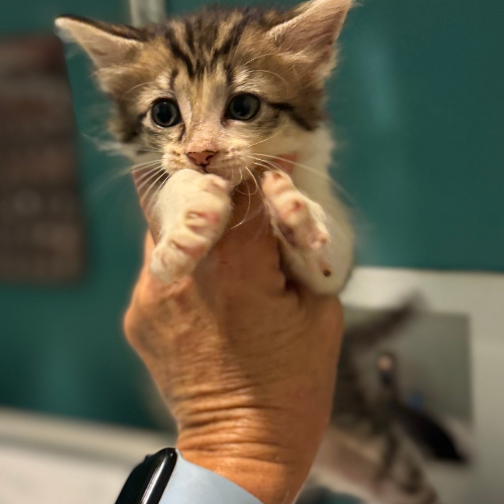 Cocoa