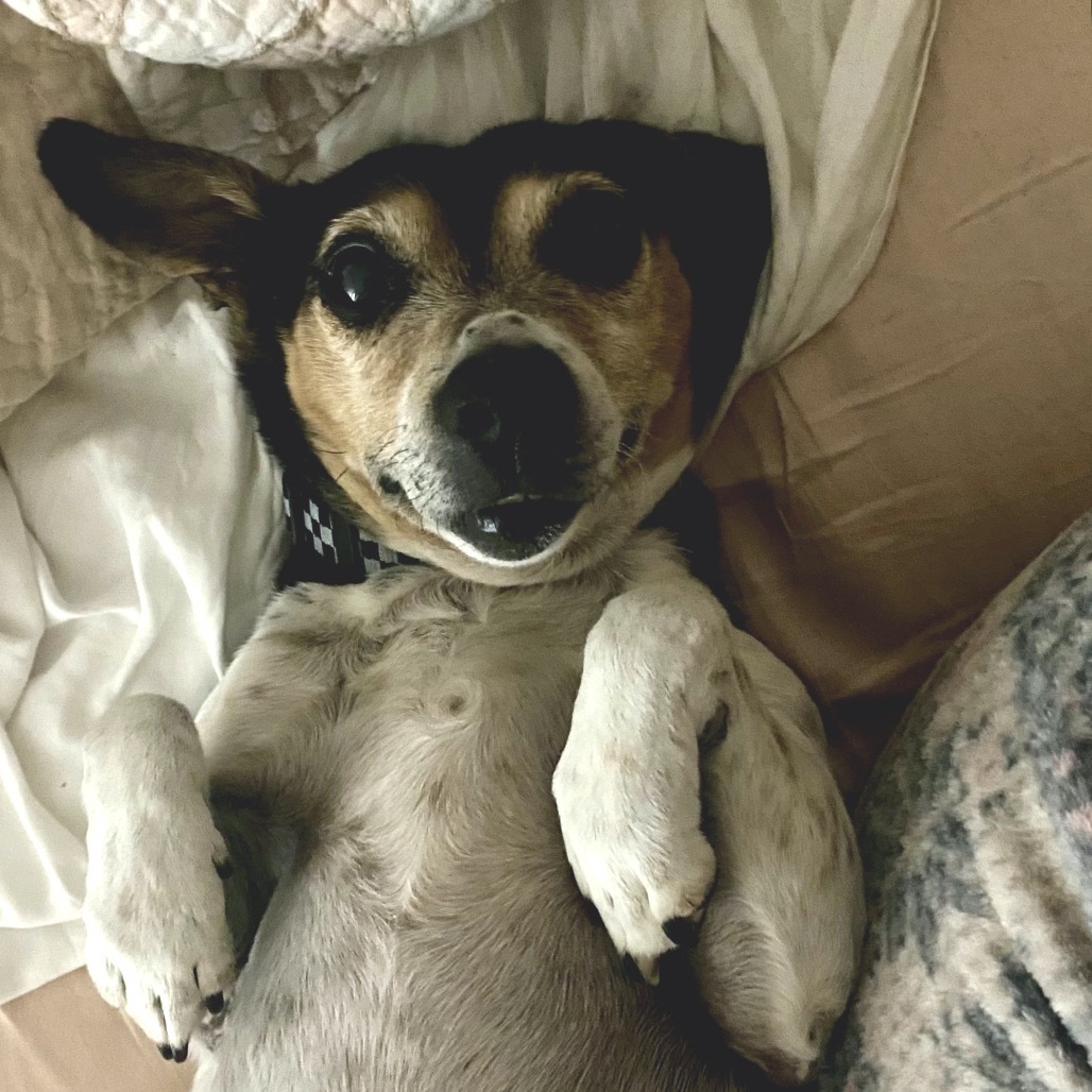 Dobby D64648