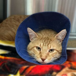 Ginger Island, Adult Male Domestic Short Hair