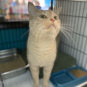 Baby Parrot, Adult Male Domestic Short Hair