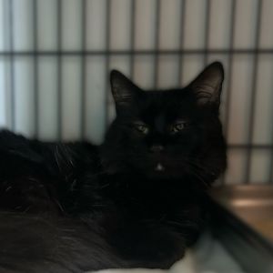 Pixie Stix, Adult Male Domestic Long Hair