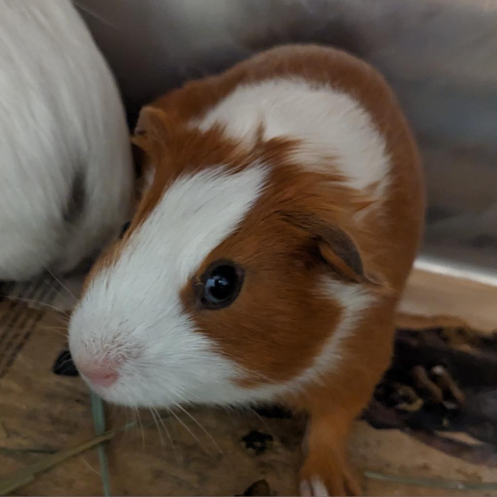 Kevin (bonded to Ron)