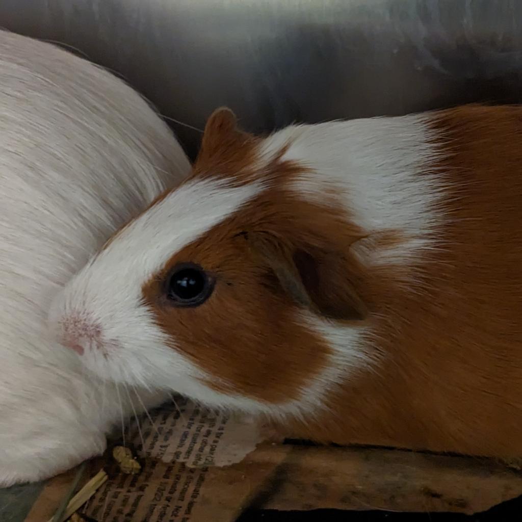 Kevin (bonded to Ron)