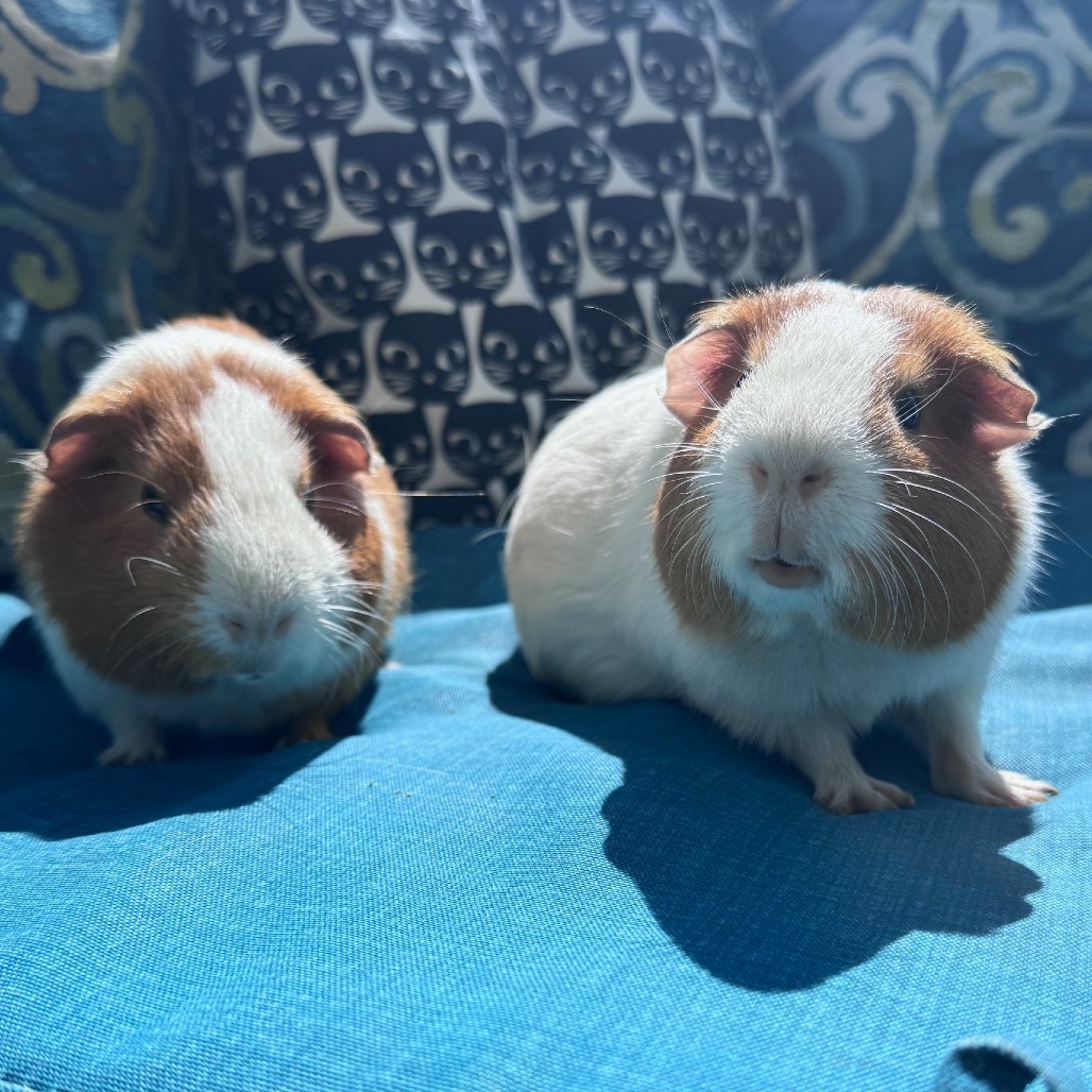 Kevin (bonded to Ron)