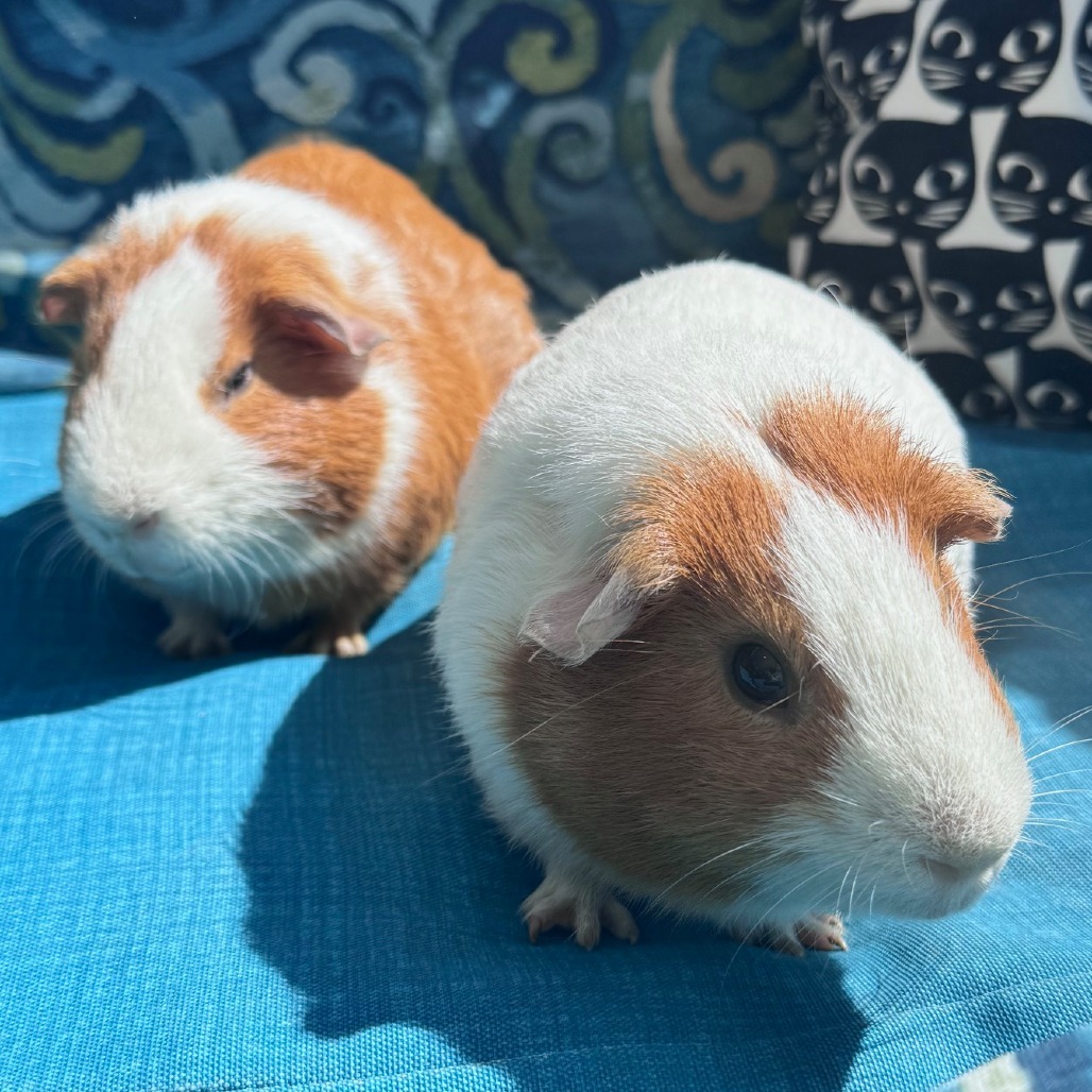 Kevin (bonded to Ron)