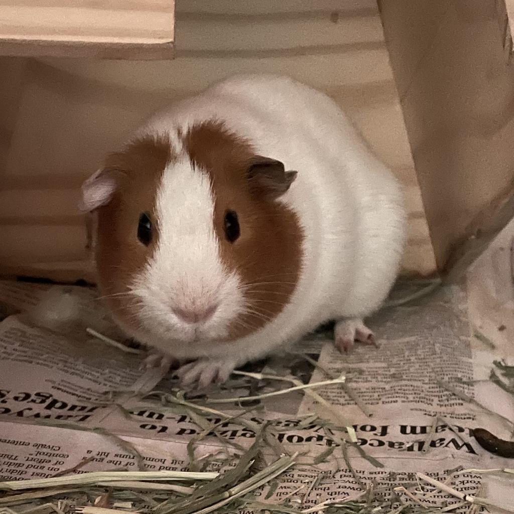 Ron (Bonded to Kevin)