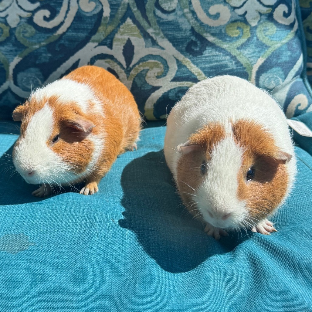 Ron (Bonded to Kevin)