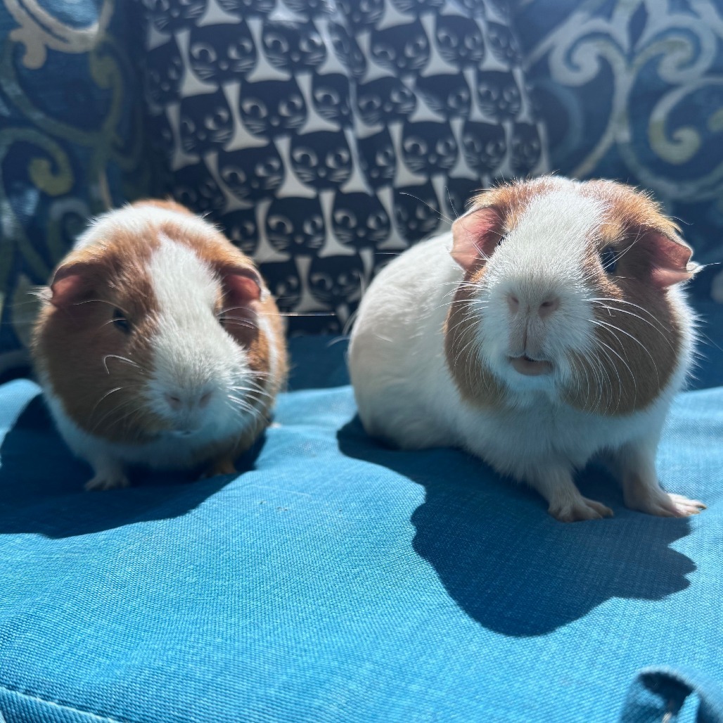 Ron (Bonded to Kevin)