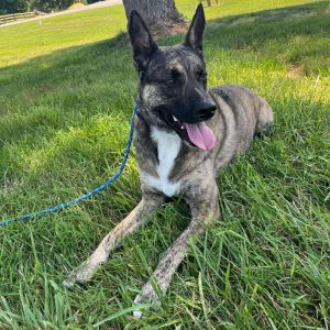 Waffles/Cleo, Adult Female Cattle Dog