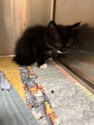 Violet, Baby Female Domestic Short Hair