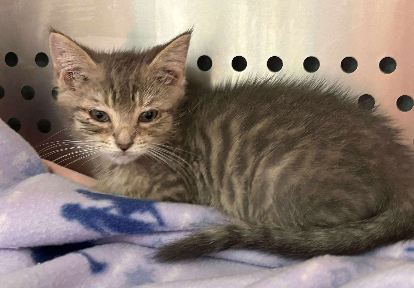 Dill Pickle: Visit at Seven Hills Pet Wellness