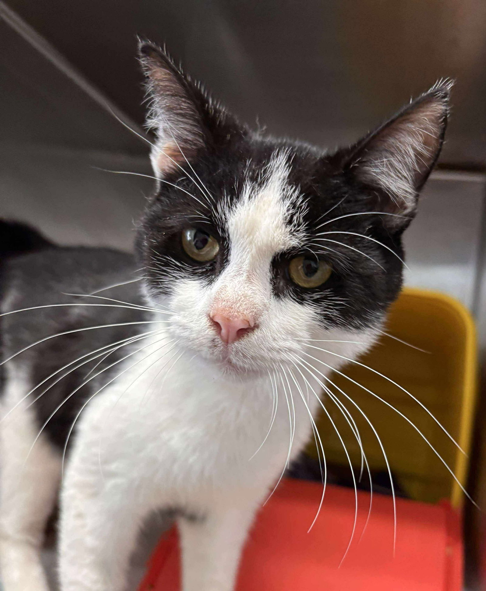 Lacey - At shelter