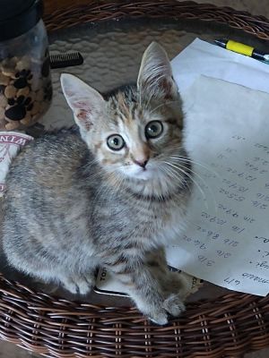 Izabel (Izzy), Baby Female Domestic Short Hair
