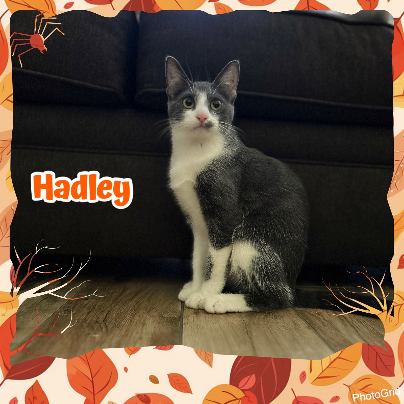 Hadley S.