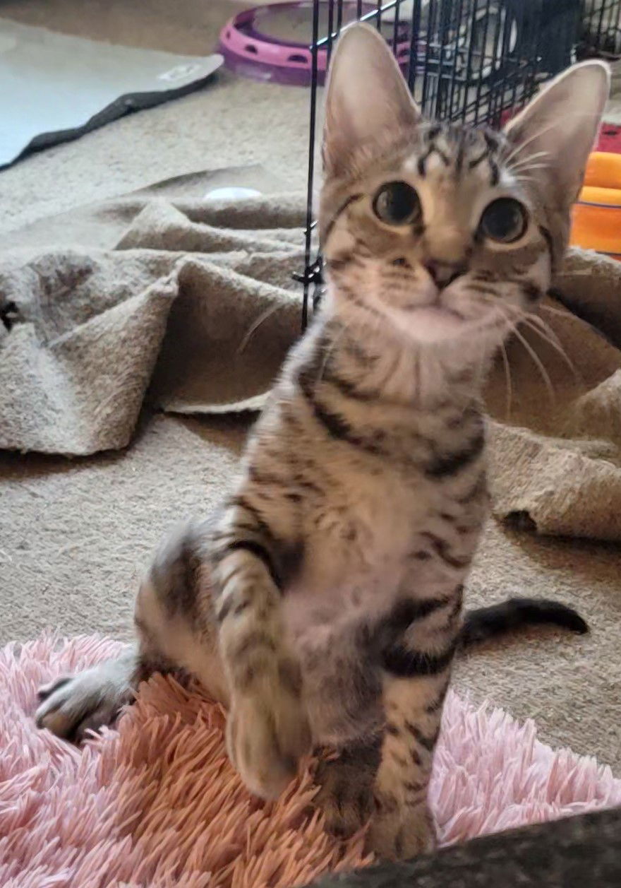 Chunk