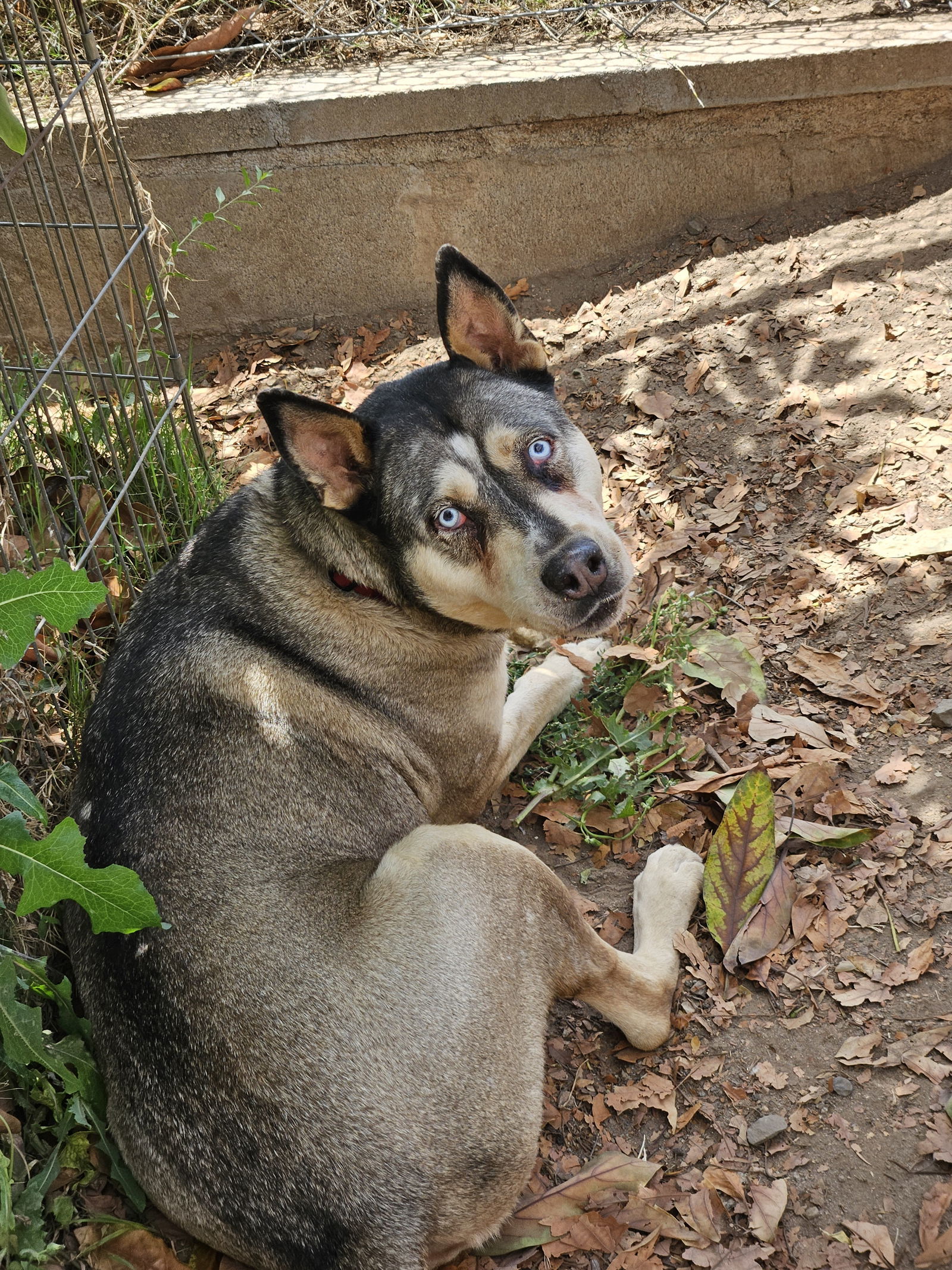 Naala