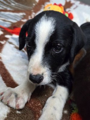 Fiji, Baby Male Black and Tan Coonhound