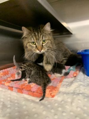 Jodi, Young Female Domestic Medium Hair