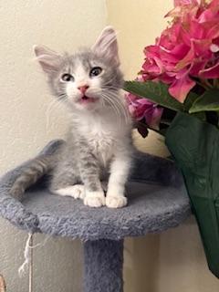 Bruno, Baby Male Domestic Medium Hair