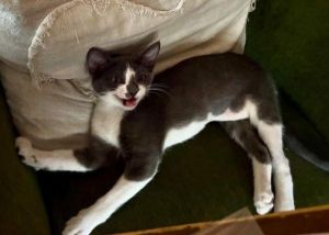 Xochi, Baby Female Domestic Short Hair