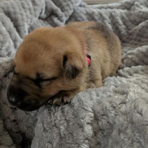 Rhiannon, Baby Female Mixed Breed