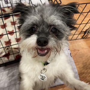 Arlo, Adult Male Mixed Breed