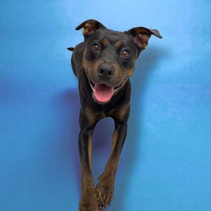 Raya, Young Female Pit Bull Terrier