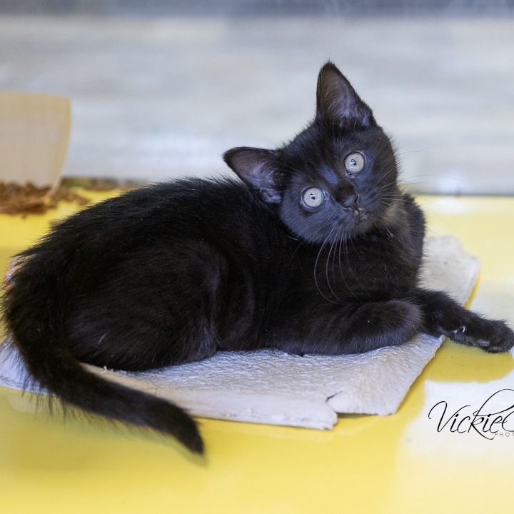 Rarity, an adoptable Domestic Short Hair in Abilene, TX, 79602 | Photo Image 1