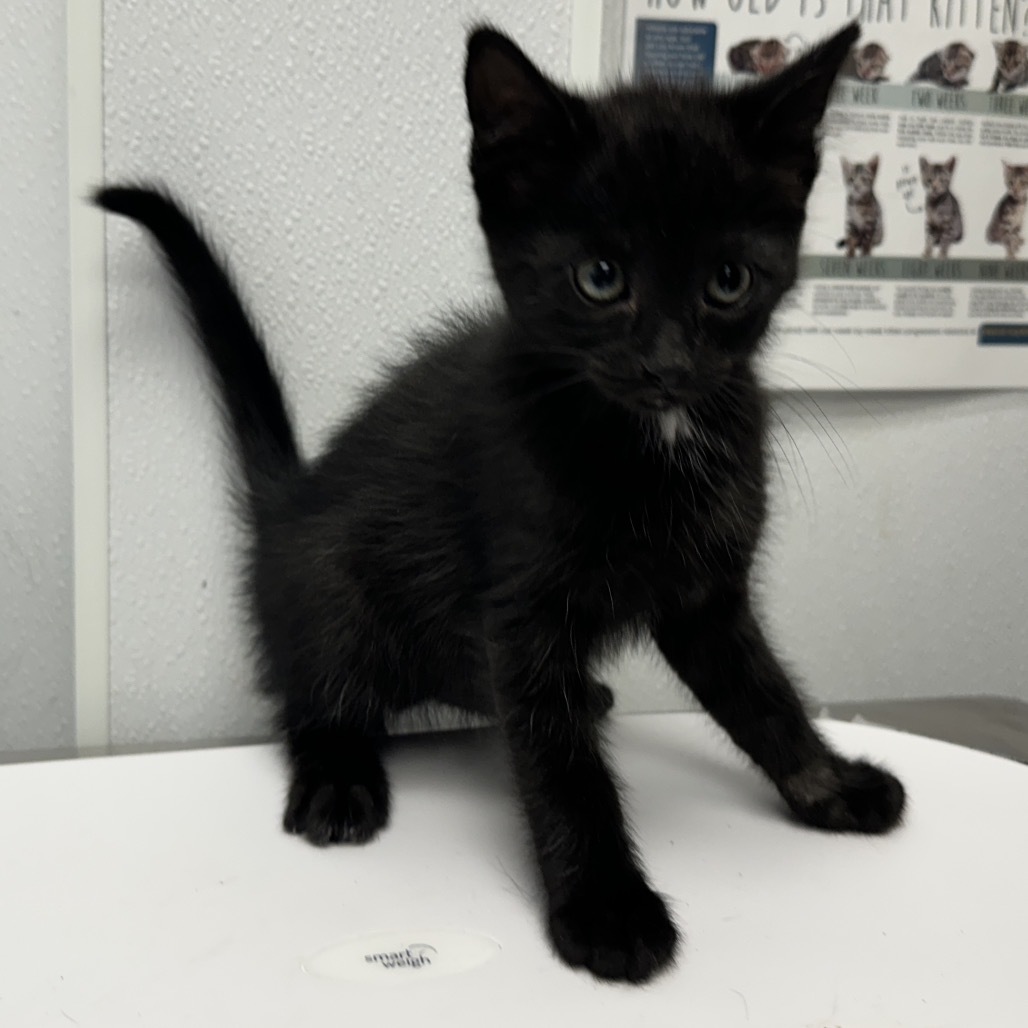 Rarity, an adoptable Domestic Short Hair in Abilene, TX, 79602 | Photo Image 2