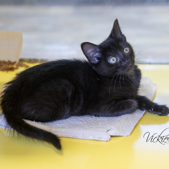 Rarity, an adoptable Domestic Short Hair in Abilene, TX, 79602 | Photo Image 3