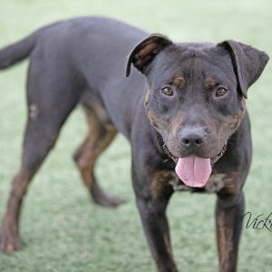 Diesel, Young Male unknown