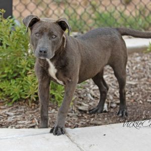 Harley, Adult Female unknown