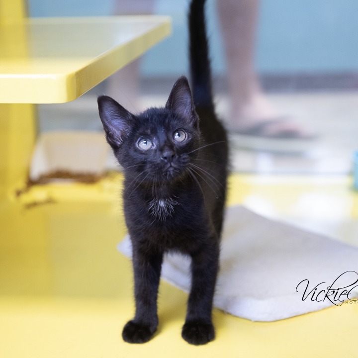 Macintosh, an adoptable Domestic Short Hair in Abilene, TX, 79602 | Photo Image 1