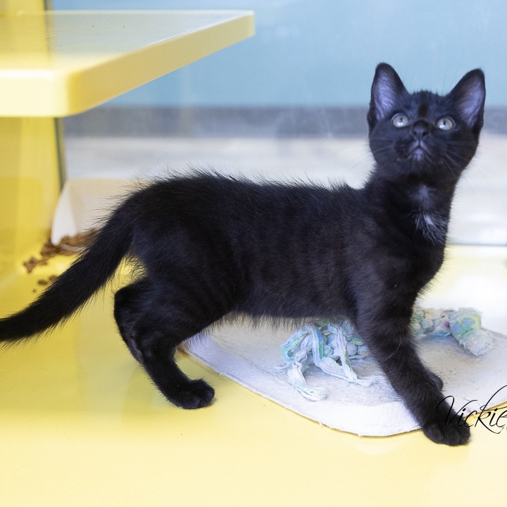 Macintosh, an adoptable Domestic Short Hair in Abilene, TX, 79602 | Photo Image 2