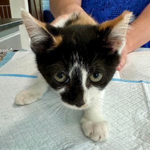 Katie Miller, Baby Female Domestic Short Hair
