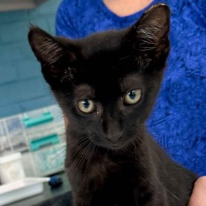 Neal Miller, Baby Male Domestic Short Hair